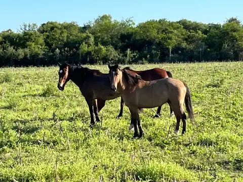 Campo en Alquiler en La Paz Provincia de Entre Rios . 1522 has. Se alquila por menos has