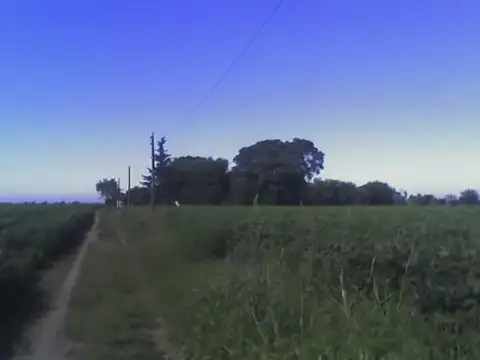Campo en Venta Agrícola