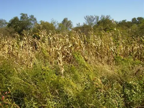 FRÌAS, monte nativo