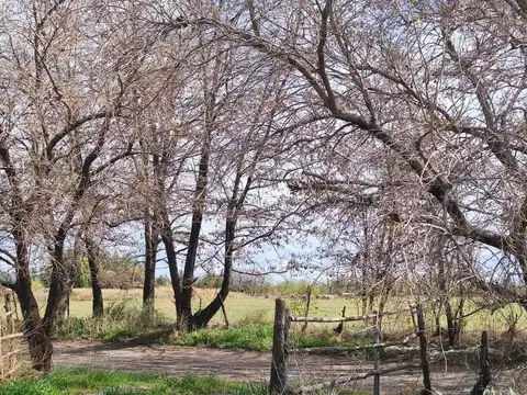 Chacra en venta 4 has san carlos valle de uco