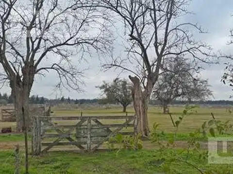 Campo - Jauregui Jose Maria