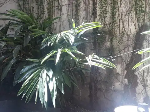 Maipú 800