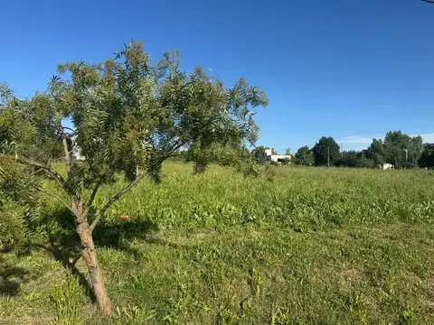 Terreno en Venta en Arturo Segui, USD 75.000