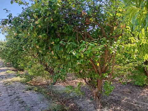 Finca Membrillera en Lavalle