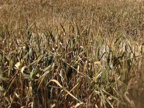 VENTA CAMPO RUTA 7 CARMEN DE ARECO