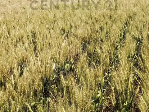 VENTA CAMPO RUTA 7 CARMEN DE ARECO