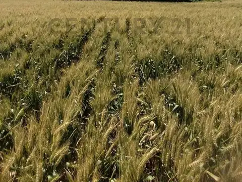 VENTA CAMPO RUTA 7 CARMEN DE ARECO