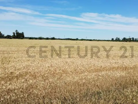 VENTA CAMPO RUTA 7 CARMEN DE ARECO