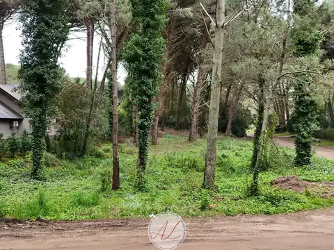 Terreno en Venta 39  mts Fondo