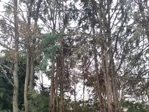 ELCANO, SEBASTIAN 2400