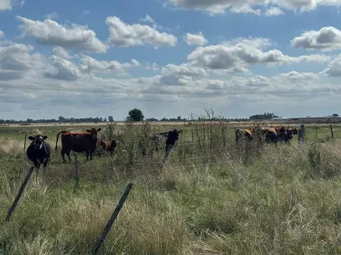 Campo en venta en km. 69 de la ruta 2 partido de La Plata