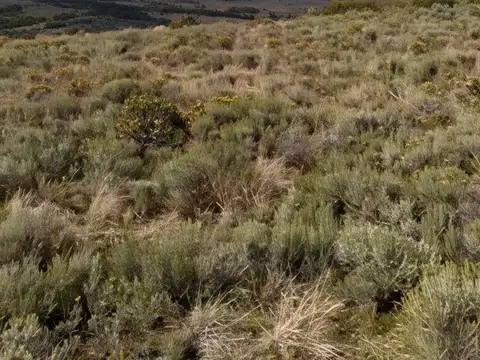Ruta 100