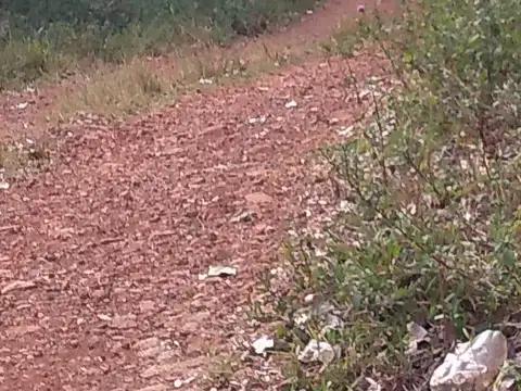 Campo de 30 Has con Pinos de 15 Años