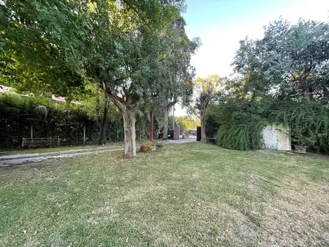 Eucalipto 2100