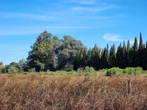 Terreno Campo  en Venta en Ramallo, Resto de la Provincia, Buenos Aires