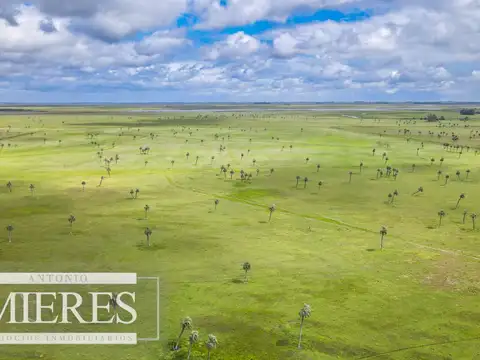 Campo en Rocha ganadero agrícola 125ha