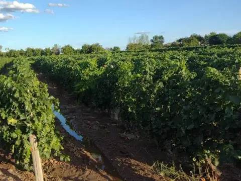 Century21 López ofrece a la venta Finca Productiva en Montecaseros, San Martín, Mendoza.