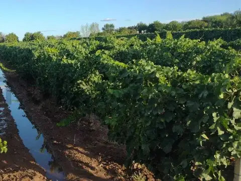 Century21 López ofrece a la venta Finca Productiva en Montecaseros, San Martín, Mendoza.
