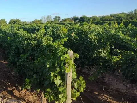 Century21 López ofrece a la venta Finca Productiva en Montecaseros, San Martín,