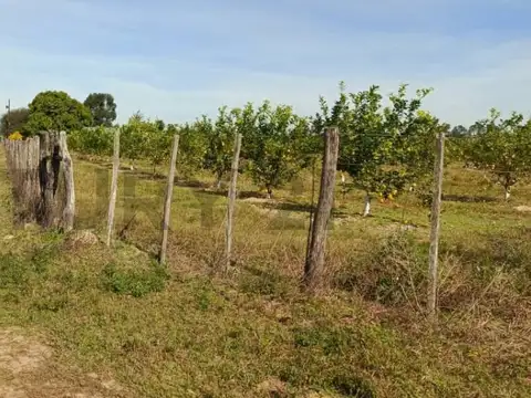 Campo y casa en venta, con plantacion de limones. Bella Vista, Corrientes.