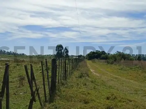 Campo y casa en venta, con plantacion de limones. Bella Vista, Corrientes.