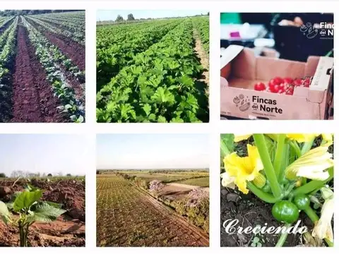  FINCA EN VENTA – COLONIA SANTA ROSA – DE 14 A 28 HA – U$S 15.000 / ha