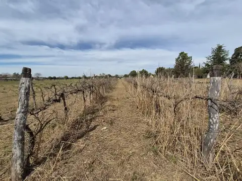 VENTA FINCA CON VIÑEDO COLONIA CAROYA