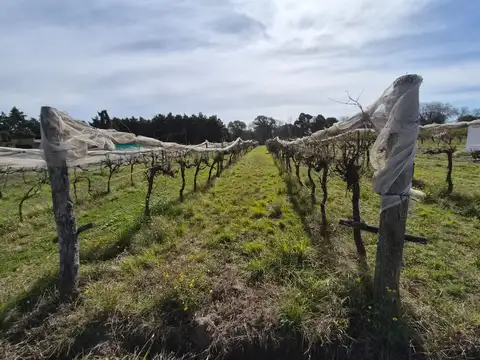 VENTA FINCA CON VIÑEDO COLONIA CAROYA