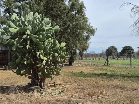 colonia caroya