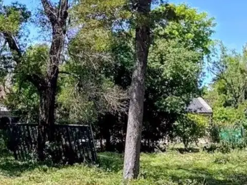 Cazador, Parravacini 100