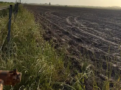 Campo en Venta Agrícola