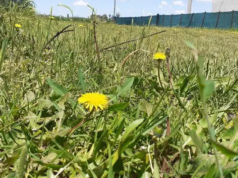 Terreno en Venta en Domselaar, Partido de San Vicente