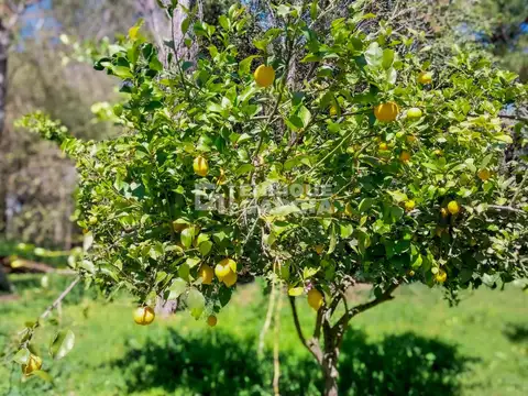 Campo en Venta Chacra