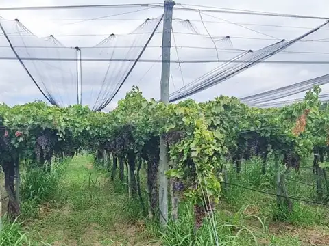 VENTA FINCA 24 HECTAREAS LA DORMIDA