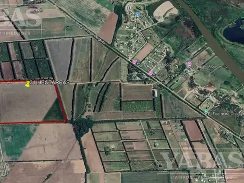 VENTA - CAMPO - 31 HECTAREAS AGRICOLAS - SAN PEDRO