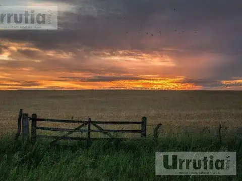Campo - Jauregui Jose Maria