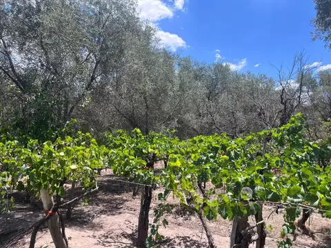 VENTA CASA-FINCA EL PLUMERILLO LAS HERAS MENDOZA