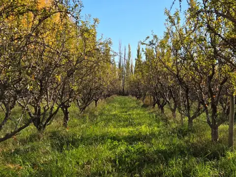 VENTA DE CHACRA CON ALMENDROS 42 HA - SGTO. VIDAL
