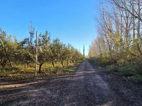 VENTA DE CHACRA CON ALMENDROS 42 HA - SGTO. VIDAL