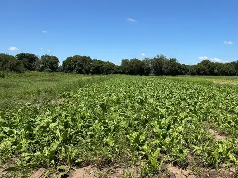 Campo en Venta en Colonia Caroya, Colón