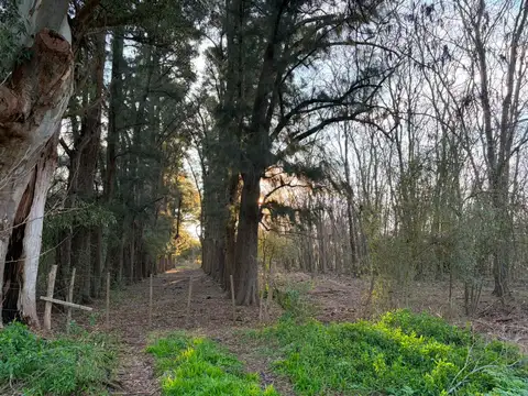 VENTA 7.8 HECTAREAS/PARA PASTURA A 4KM DEL ASFALTO