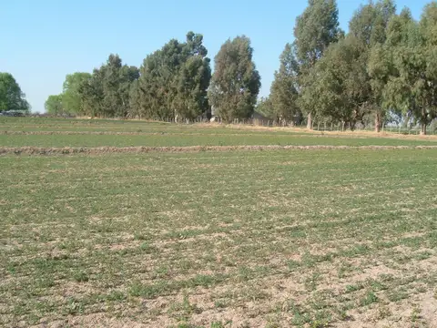 Campo en Resolana 1887 Has a 31km de San Rafael