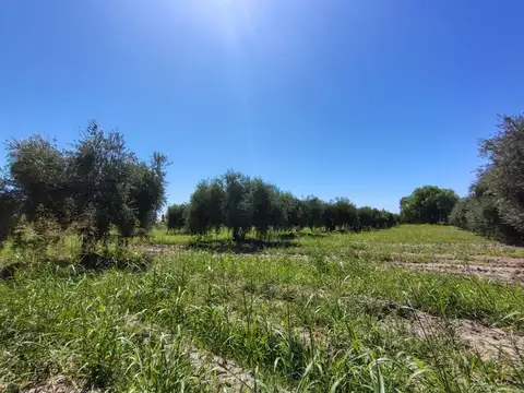 Se vende terreno en Maipú, Mendoza