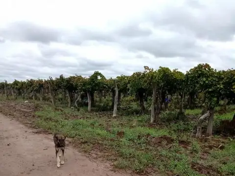 Terreno en Venta en Chapanay, USD 185.000