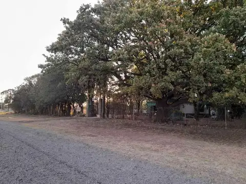 Excelente terreno con añeja forestación