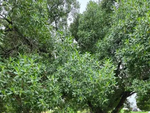 Terreno en Venta 29  mts Fondo