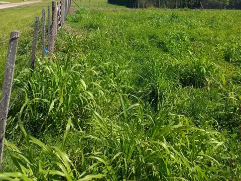 Terreno en Venta Los Pinos 2 - Alvarez