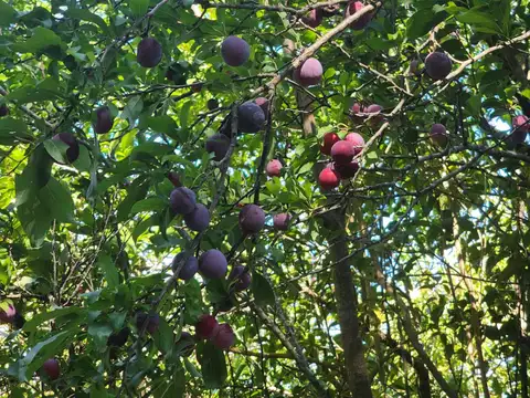 Chacra de 6 hectareas en San Pedro