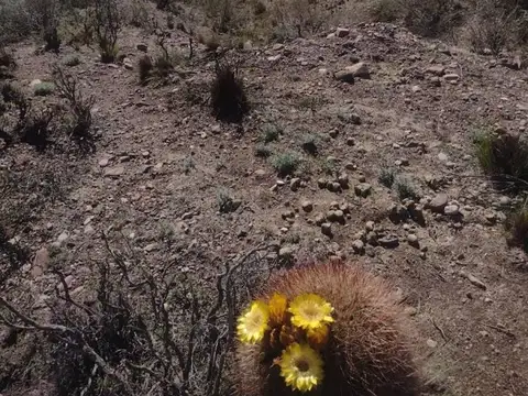 Venta de lotes en Cacheuta, Mendoza