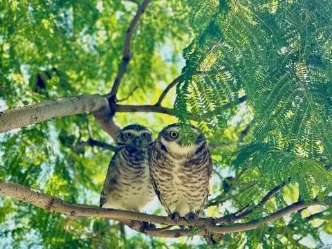 Boulevard de los Castaños 320